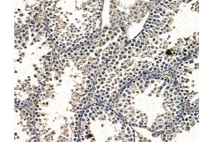 ABIN7097062 and ABIN7101129 at 1/100 staining mouse testis tissue by IHC-P. (C12orf53 antibody)