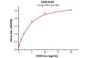 Immobilized Human B7-2, His Tag (Cat# CD6-H5223) at 2μg/mL (100 µl/well),can bind Human CD28, Fc Tag (Cat# CD8-H5257) with a linear of 0. (CD86 Protein (CD86) (AA 26-247) (His tag))