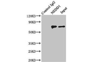 Western Blotting (WB) image for anti-Neural Precursor Cell Expressed, Developmentally Down-Regulated 1 (NEDD1) (AA 411-660) antibody (ABIN7165859)
