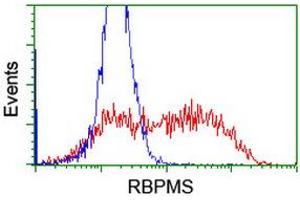 Image no. 1 for anti-RNA Binding Protein with Multiple Splicing (RBPMS) antibody (ABIN1500646) (RBPMS antibody)