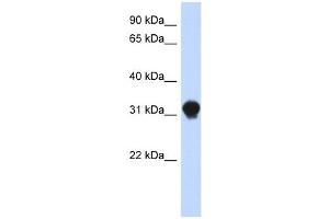 DNALI1 antibody used at 1 ug/ml to detect target protein. (DNALI1 antibody  (N-Term))
