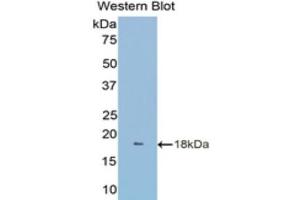 Western Blotting (WB) image for anti-TNF Receptor Superfamily, Member 6 (FAS) (AA 188-319) antibody (ABIN1858797)