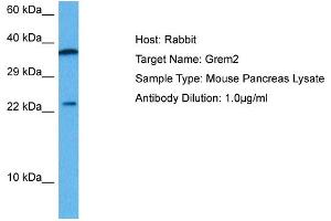 Host: Mouse Target Name: GREM2 Sample Tissue: Mouse Pancreas Antibody Dilution: 1ug/ml (GREM1 antibody  (Middle Region))