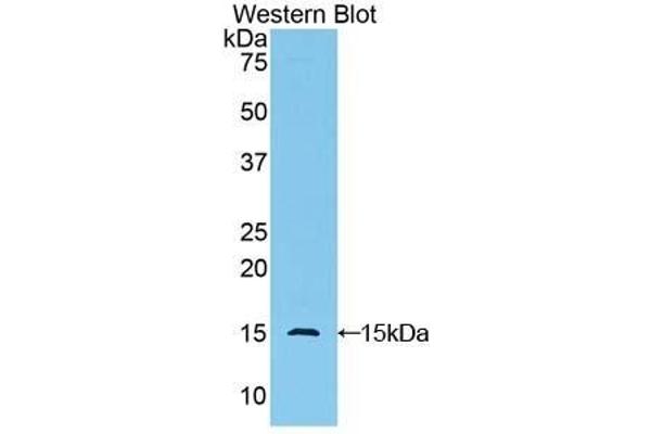 GLG1 antibody  (AA 1048-1145)