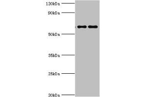 Western blot All lanes: Far upstream element-binding protein 3 antibody at 2 μg/mL Lane 1: Hela whole cell lysate Lane 2: HepG2 whole cell lysate Secondary Goat polyclonal to rabbit IgG at 1/10000 dilution Predicted band size: 62, 29 kDa Observed band size: 62 kDa