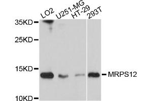 Western blot analysis of extracts of various cell lines, using MRPS12 antibody.