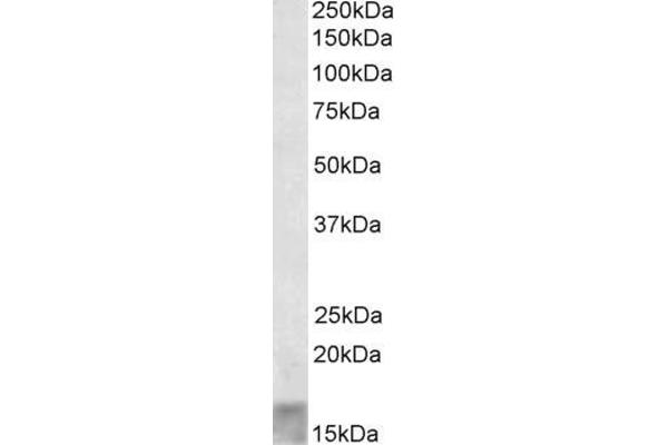 SCOC antibody  (Internal Region)