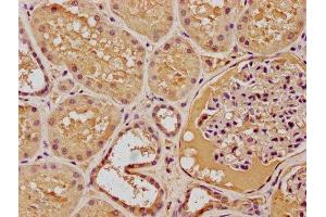 IHC image of ABIN7139835 diluted at 1:100 and staining in paraffin-embedded human kidney tissue performed on a Leica BondTM system. (FOXO4 antibody  (AA 45-63))