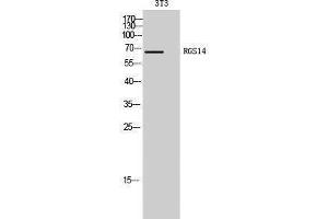Western Blotting (WB) image for anti-Regulator of G-Protein Signaling 14 (RGS14) (Internal Region) antibody (ABIN3186750) (RGS14 antibody  (Internal Region))