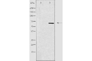 Western blot analysis of extracts from 293 cells, using TCF3 antibody.