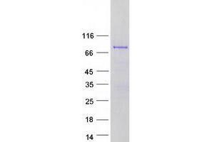 Validation with Western Blot (Transglutaminase 7 Protein (TGM7) (Myc-DYKDDDDK Tag))