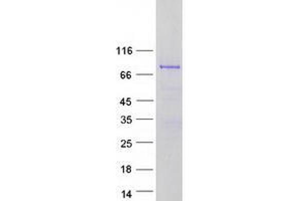 Transglutaminase 7 Protein (TGM7) (Myc-DYKDDDDK Tag)