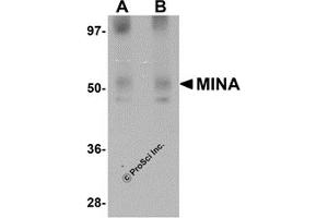 Western Blotting (WB) image for anti-MYC Induced Nuclear Antigen (MINA) (N-Term) antibody (ABIN1031457) (MINA antibody  (N-Term))