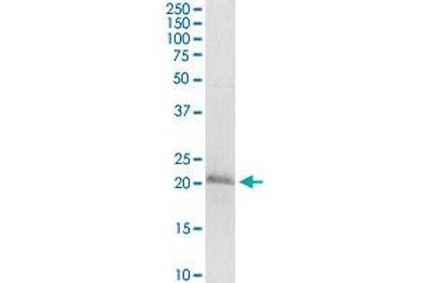 NSG1 antibody  (AA 1-185)