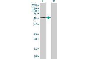 Western Blot analysis of CPNE4 expression in transfected 293T cell line by CPNE4 MaxPab polyclonal antibody.