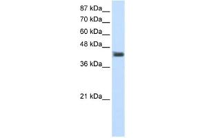 WB Suggested Anti-POU4F1 Antibody Titration:  1. (POU4F1 antibody  (C-Term))