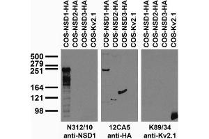 Transfected cell immunoblot: extracts of COS cells transiently transfected with HA-tagged NSD1, NSD2, NSD3 or untagged Kv2.
