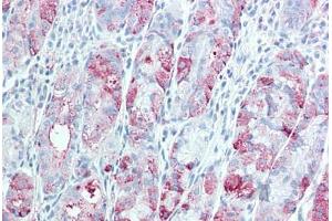 Anti-TSPAN13 antibody  ABIN960830 IHC staining of human stomach. (TSPAN13 antibody  (Internal Region))