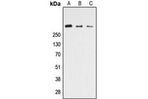 Western blot analysis of CELSR3 expression in HEK293T (A), NS-1 (B), PC12 (C) whole cell lysates. (CELSR3 antibody  (C-Term))