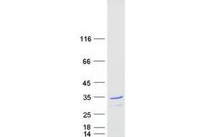 Validation with Western Blot (C14orf166 Protein (Myc-DYKDDDDK Tag))