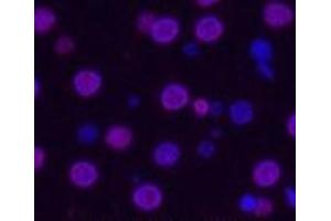Immunofluorescence analysis of Rat liver tissue using Histone H3 Monoclonal Antibody at dilution of 1:200. (Histone 3 antibody)