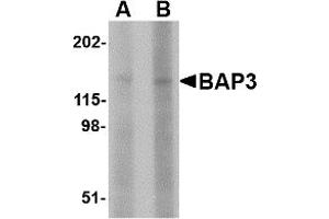 Western Blotting (WB) image for anti-BAI1-Associated Protein 3 (BAIAP3) (N-Term) antibody (ABIN1031690) (BAIAP3 antibody  (N-Term))