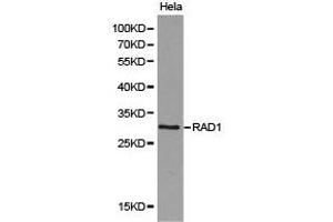 Western Blotting (WB) image for anti-Cell Cycle Checkpoint Protein RAD1 (RAD1) antibody (ABIN1875402) (RAD1 antibody)