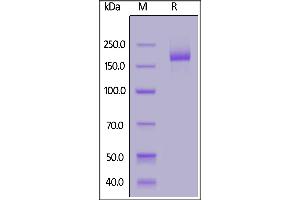 Biotinylated SARS-CoV-2 S protein trimer, His,Avitag on  under reducing (R) condition.