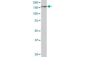 EEA1 monoclonal antibody (M02A), clone 1D4. (EEA1 antibody  (AA 1312-1411))