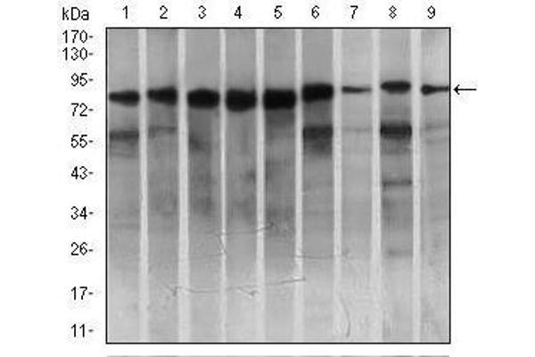 MARK3 antibody  (AA 435-658)