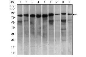 Western blot analysis using MARK3 mouse mAb against HeLa (1), SK-N-SH (2), K562 (3), HCT116 (4), HEK293 (5), 3T3L1 (6), NIH3T3 (7), Jurkat (8), and A431 (9) cell lysate.