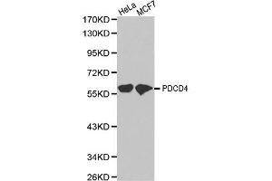 Western blot analysis of extracts of various cell lines, using PDCD4 antibody. (PDCD4 antibody)