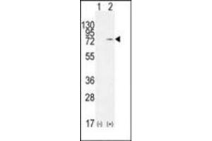 Western blot analysis of NCL (arrow) using Nucleolin Antibody (Center) Cat. (Nucleolin antibody  (Middle Region))