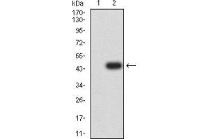 Western blot analysis using CD7 mAb against HEK293 (1) and CD7 (AA: 26-180)-hIgGFc transfected HEK293 (2) cell lysate.