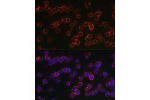 Immunofluorescence analysis of U-937 cells using TNFRSF17 Rabbit pAb (ABIN7271066) at dilution of 1:150 (40x lens). (BCMA antibody  (AA 1-100))