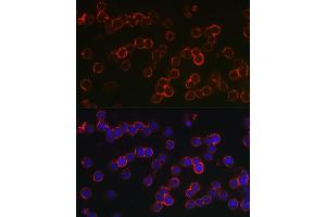 Immunofluorescence analysis of U-937 cells using TNFRSF17 Rabbit pAb (ABIN7271066) at dilution of 1:150 (40x lens). (BCMA antibody  (AA 1-100))