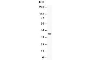 Western blot testing of Stra8 antibody and rat testis (STRA8 antibody  (AA 341-355))