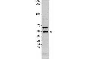 Western blot analysis of BHLHE40 in whole cell lysate from HeLa (50 ug) using BHLHE40 polyclonal antibody  at 0. (BHLHE40 antibody  (C-Term))