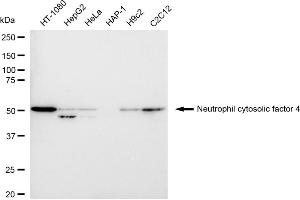 Western blotting analysis using Neutrophil cytosolic factor 4 antibody (ABIN7799589).