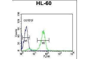 POLG2 Antibody (C-term) (ABIN1882118 and ABIN2839456) flow cytometric analysis of HL-60 cells (right histogram) compared to a negative control cell (left histogram). (POLG2 antibody  (C-Term))