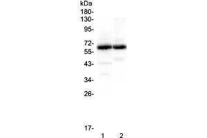 Western blot testing of 1) rat brain and 2) mouse brain lysate with SYT1 antibody at 0.