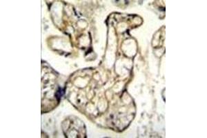 Immunohistochemistry (Paraffin-embedded Sections) (IHC (p)) image for anti-Endothelin 1 (EDN1) (AA 118-146), (Middle Region) antibody (ABIN952083)
