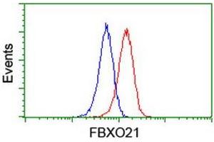 Image no. 3 for anti-F-Box Protein 21 (FBXO21) antibody (ABIN1498237) (FBXO21 antibody)