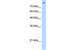 WB Suggested Anti-MATR3 Antibody Titration:  2. (MATR3 antibody  (C-Term))