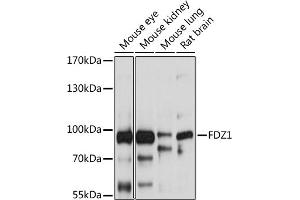 Western blot analysis of extracts of various cell lines, using FZD1 antibody (ABIN6131659, ABIN6140836, ABIN6140837 and ABIN6214992) at 1:1000 dilution. (FZD1 antibody  (AA 210-320))