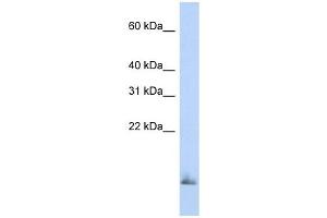 SCGB1A1 antibody used at 1 ug/ml to detect target protein. (SCGB1A1 antibody)