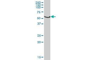 HSPD1 MaxPab polyclonal antibody. (HSPD1 antibody  (AA 1-573))