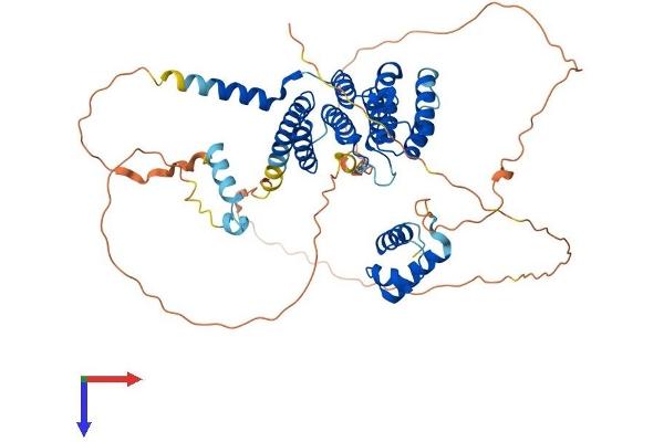 TRF2 Protein (AA 1-541) (His tag)
