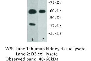 Image no. 1 for anti-Transmembrane Protein 57 (TMEM57) antibody (ABIN1112937) (TMEM57 antibody)