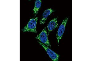 Confocal immunofluorescent analysis of MDK Antibody with Hela cell followed by Alexa Fluor488-conjugated goat anti-rabbit lgG (green). (Midkine antibody  (C-Term))